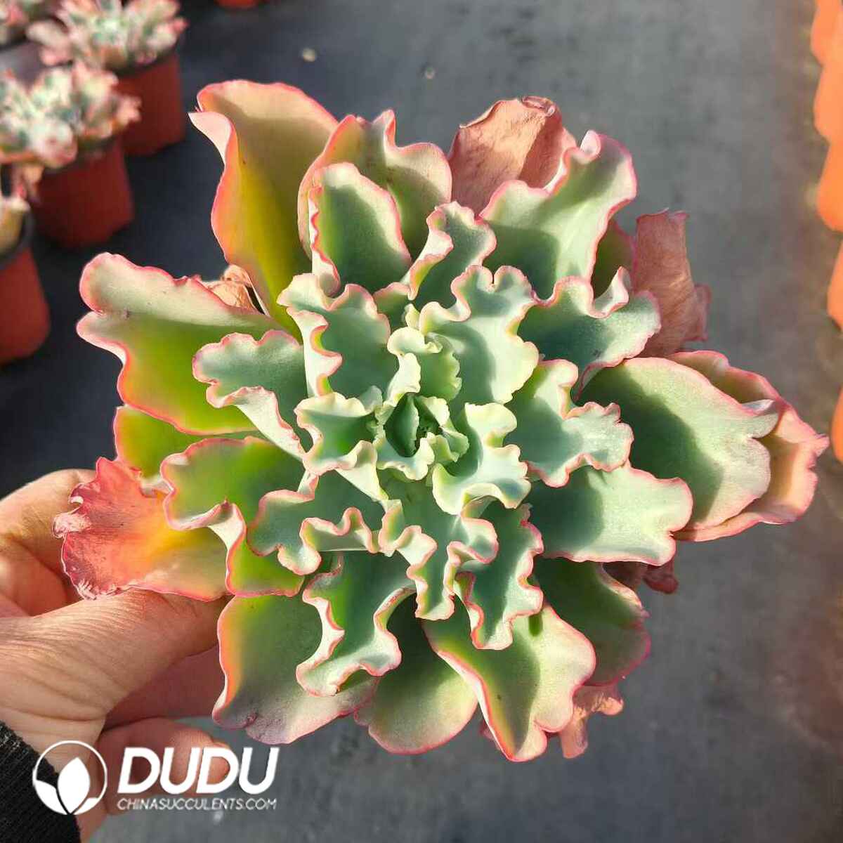 e201-282.jpg Echeveria Aquarius - Image 1