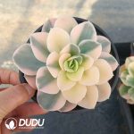 Echeveria Star Natal Variegated
