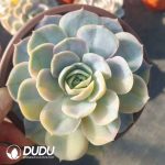 Echeveria Surprise Variegated