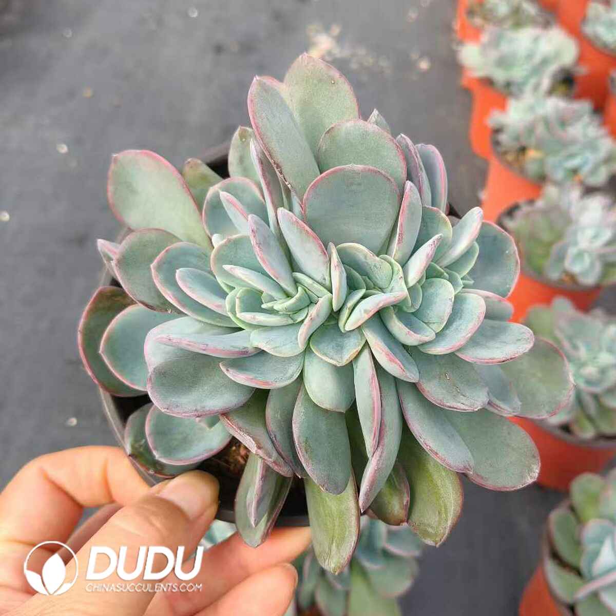 e201-288.jpg Echeveria Cabbage Cristata - Image 1