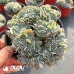 Echeveria Berry Cristata