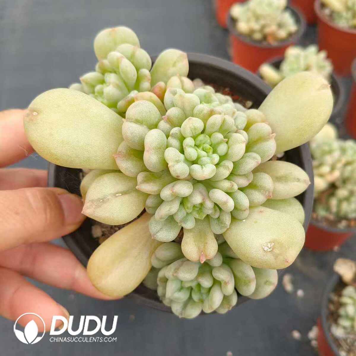 e201-290.jpg Echeveria Bill Gates Clustering - Image 1