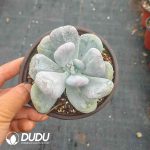 Pachyphytum  Fried