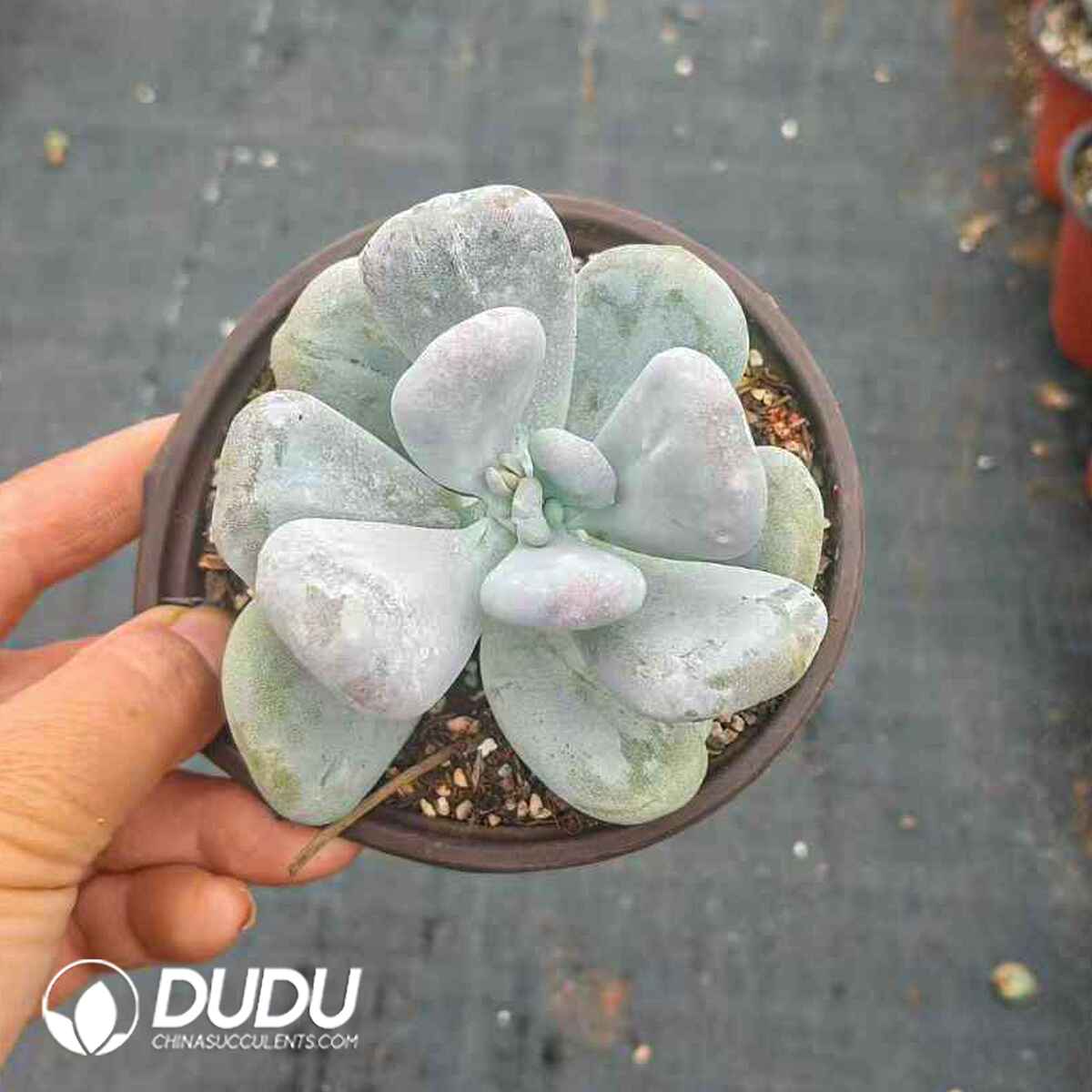 e201-291.jpg Pachyphytum Fried - Image 1