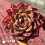 Echeveria Fair Lady in Pink