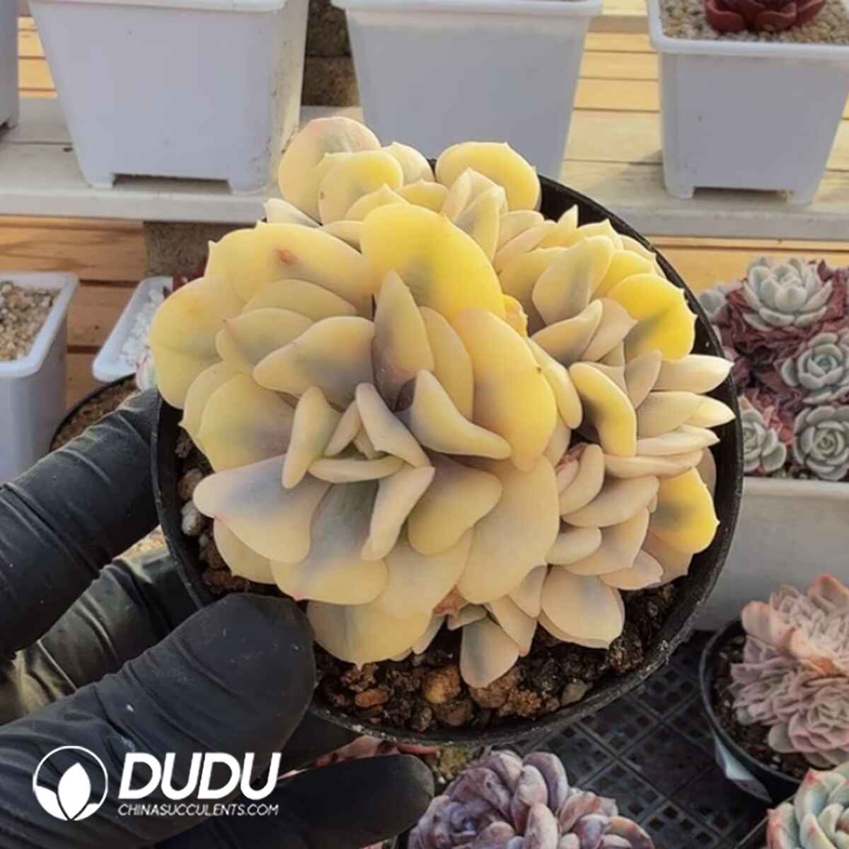 e201-304.jpg Echeveria Snow Elf Variegated Cristata - Image 1