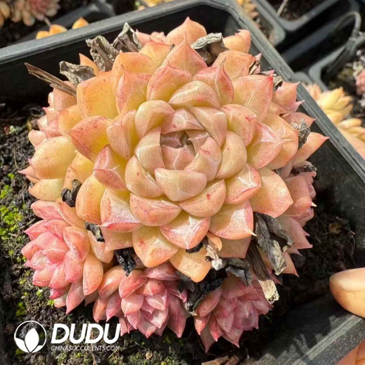 e201-308.jpg Echeveria One Night Beijing - Image 1