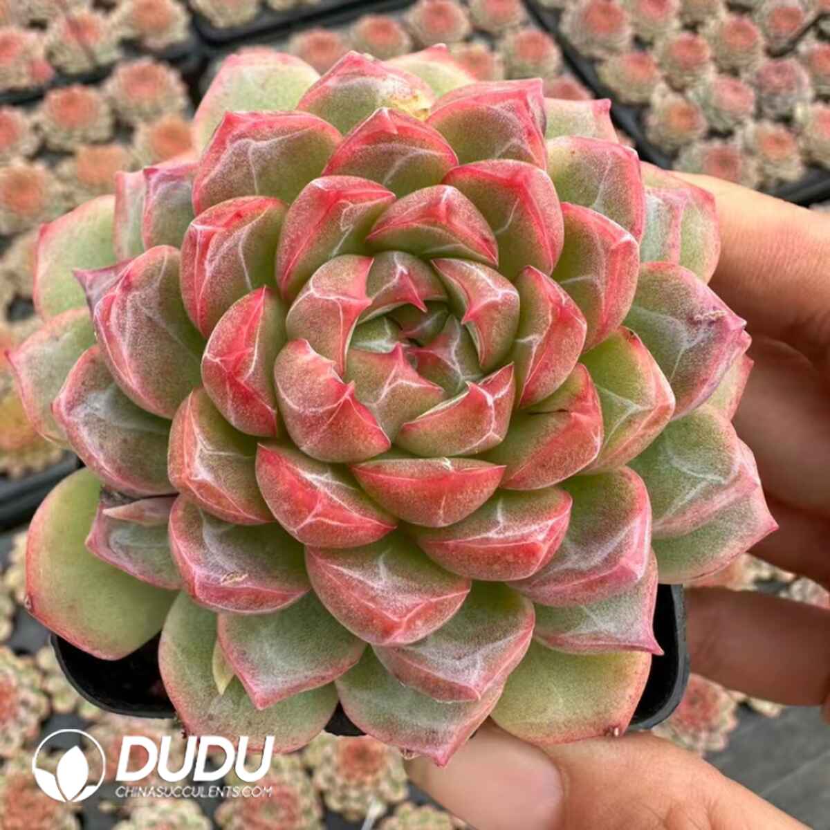 e201-309.jpg Echeveria One Night Beijing - Image 1