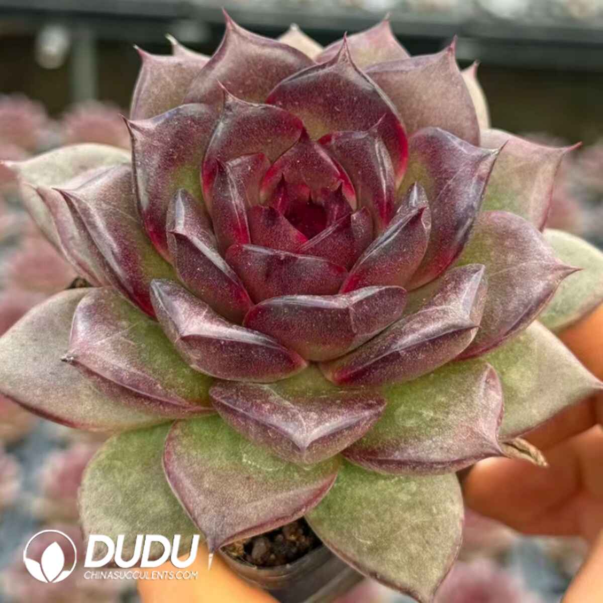 e201-312.jpg Echeveria Fat Rose - Image 1