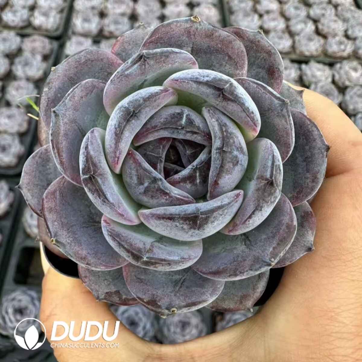 e201-313.jpg Echeveria Black Orange - Image 1