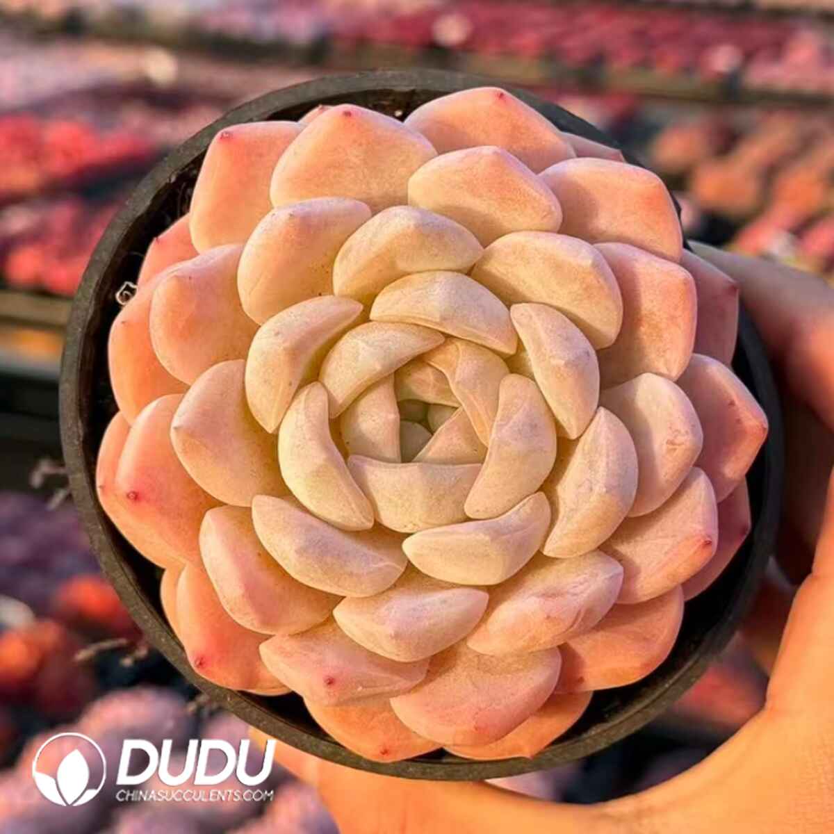 e201-315.jpg Echeveria Snow Queen - Image 1