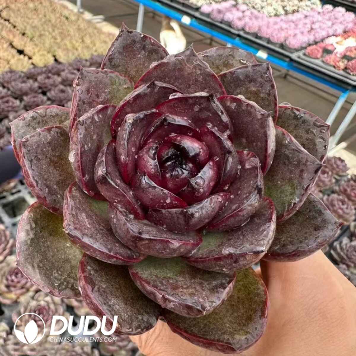 e201-317.jpg Echeveria Black Camellia - Image 1