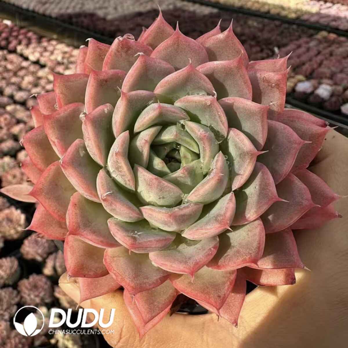 e201-318.jpg Echeveria Pink Paper Crane - Image 1