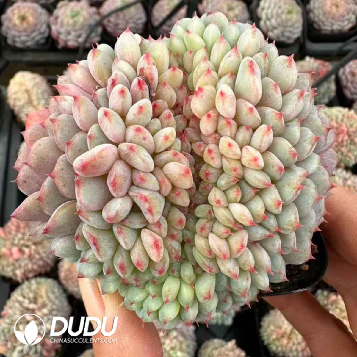 e201-32.jpg Echeveria Hani Cristata - Image 1