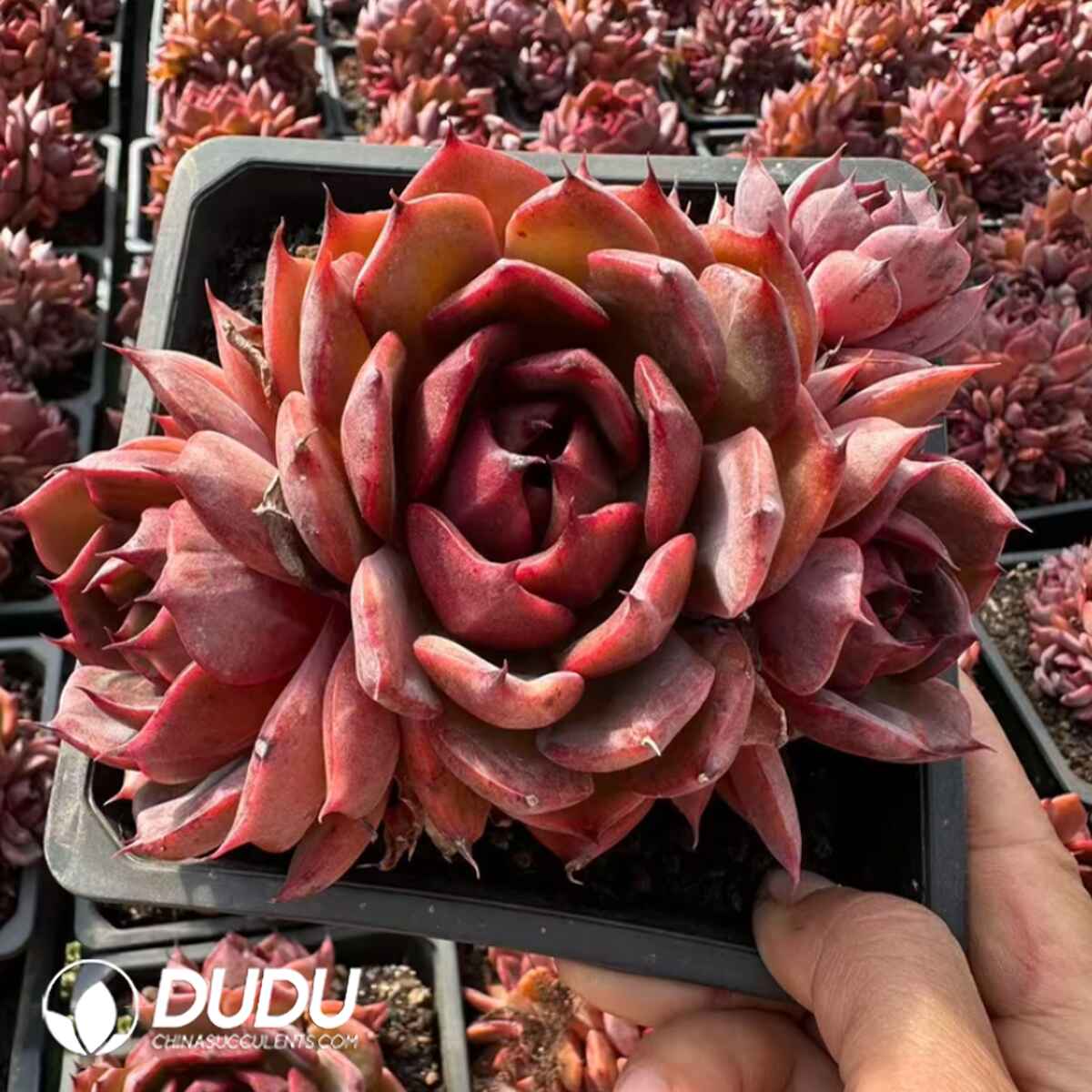 e201-320.jpg Echeveria Xuanfeng Clustering - Image 1