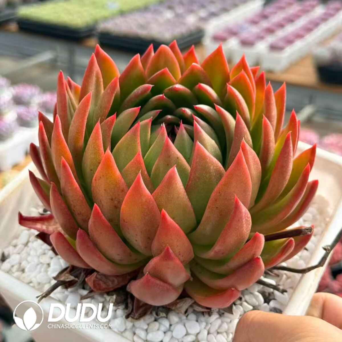 e201-321.jpg Echeveria Sakyamuni - Image 1