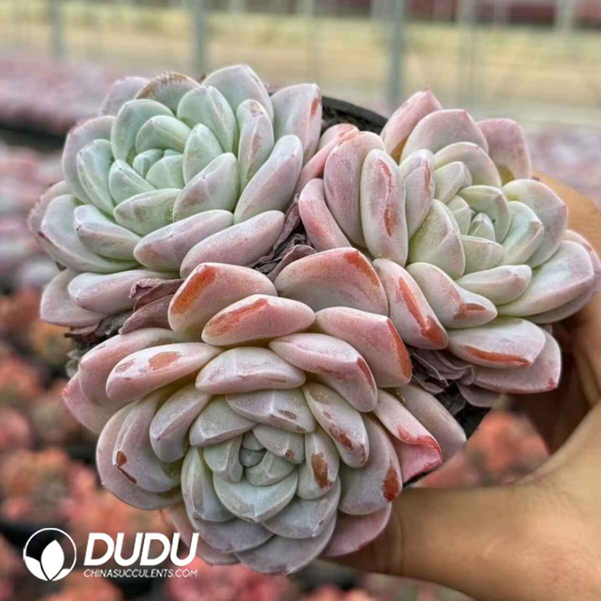 e201-322.jpg Echeveria Green Core Ice Jade Clustering - Image 1