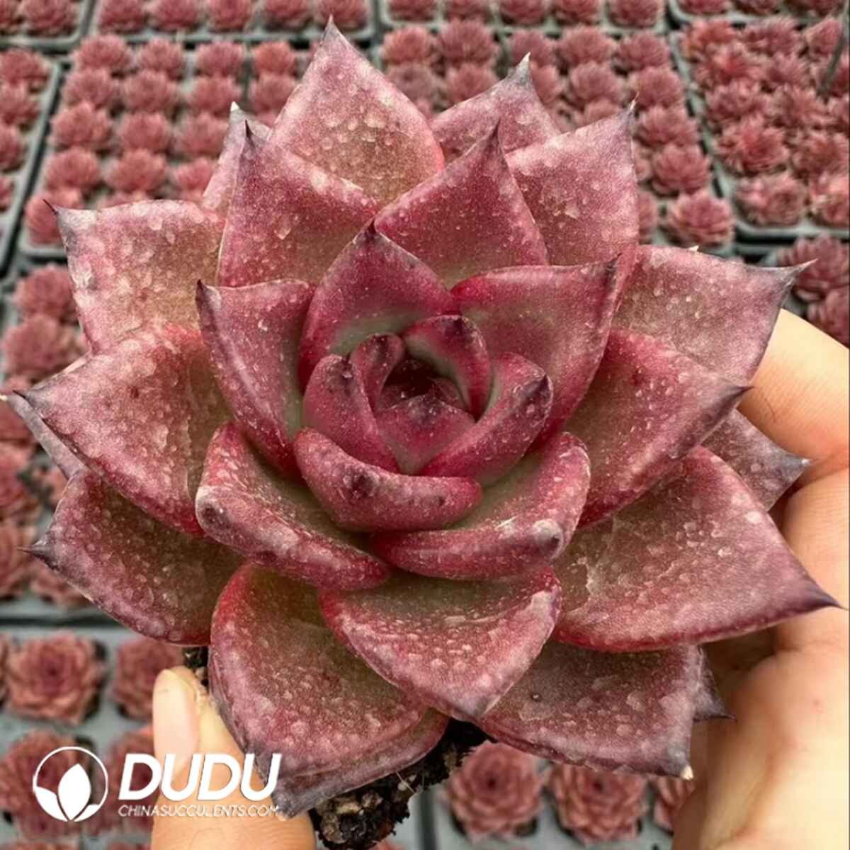 e201-323.jpg Echeveria Bao Zheng - Image 1