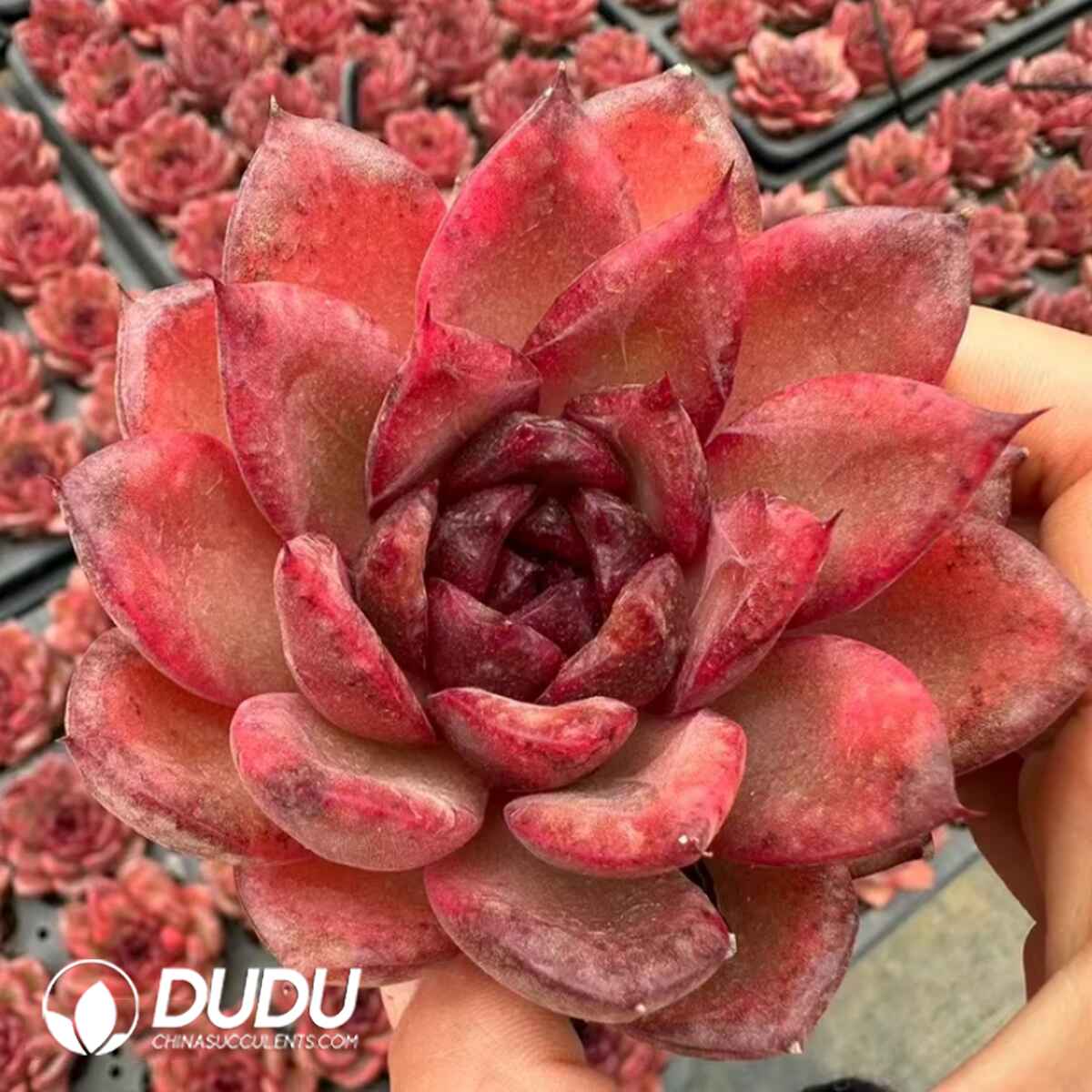 e201-325.jpg Echeveria Jasmine Xuanyan - Image 1