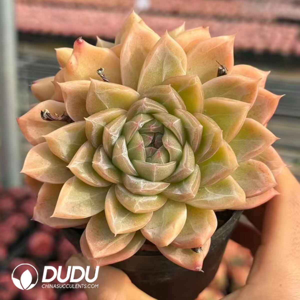 e201-332.jpg Echeveria Blue Crane Double Heads - Image 1