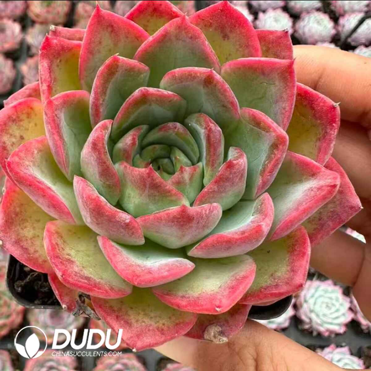 e201-333.jpg Echeveria Seven Color Auspicious Cloud - Image 1