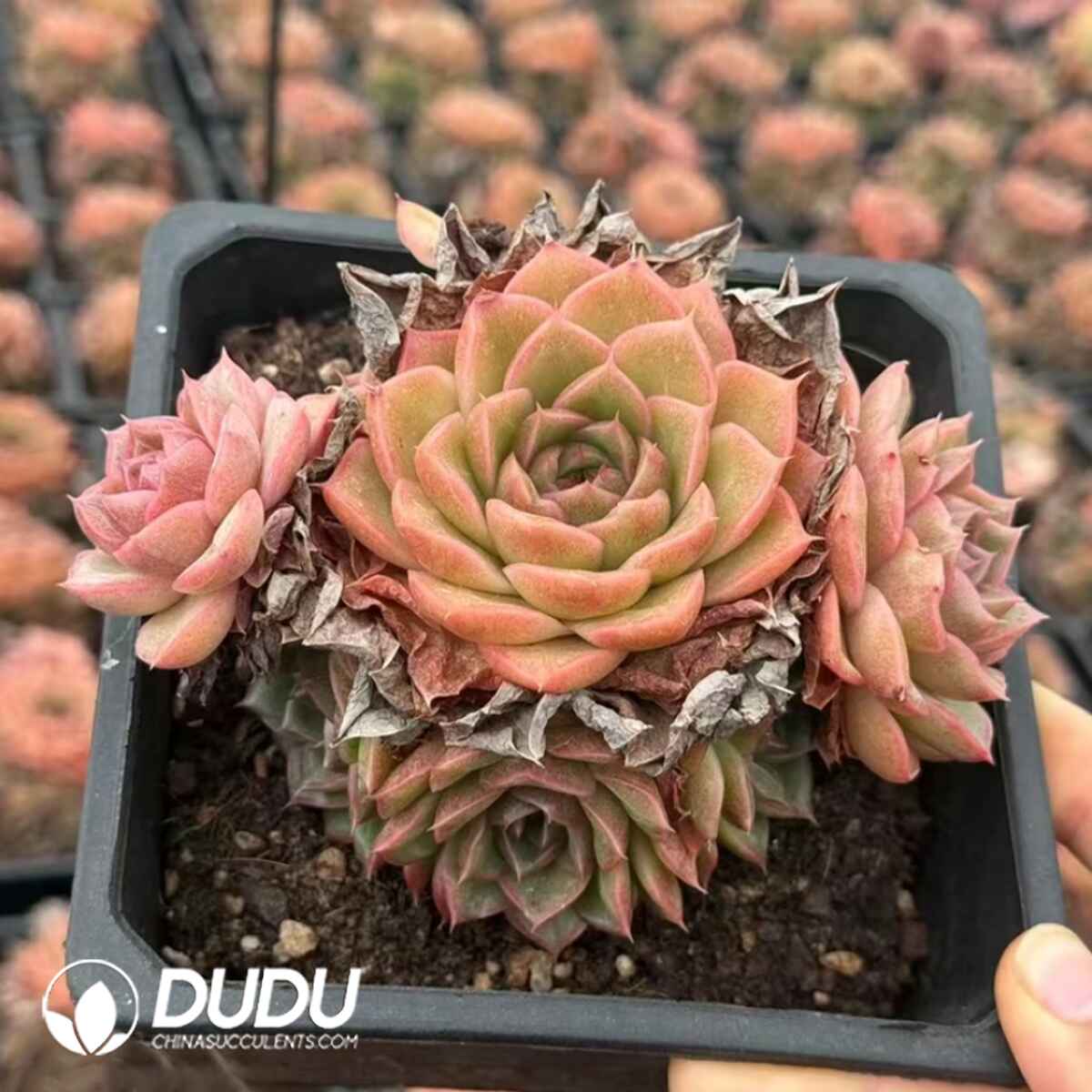 e201-336.jpg Echeveria Peninsula Rose Clustering - Image 1