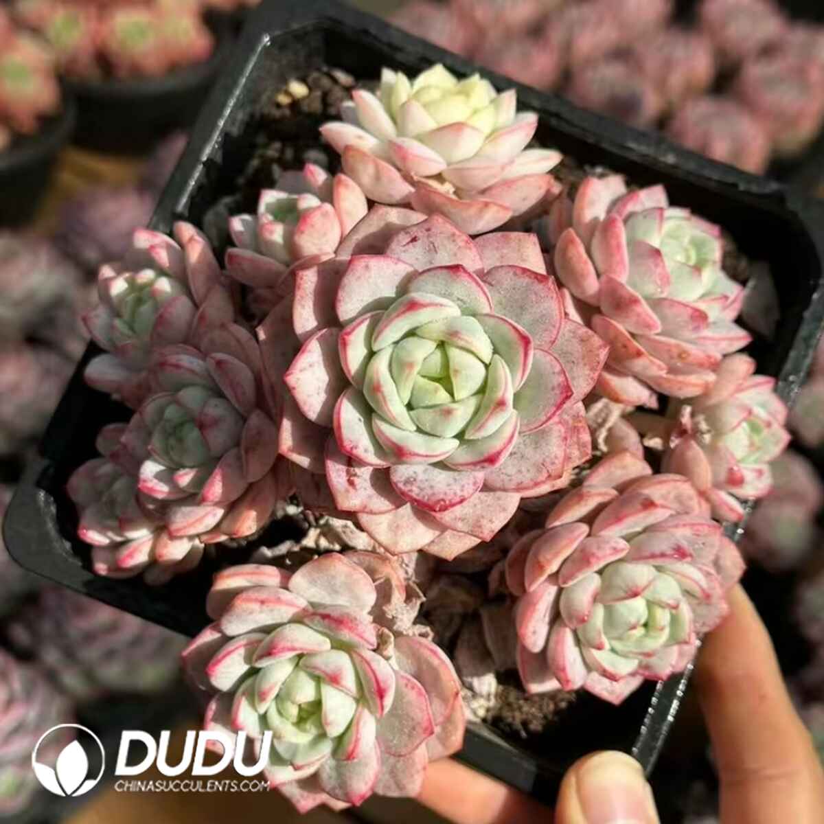 e201-337.jpg Echeveria Pudgye Variegated Clustering - Image 1