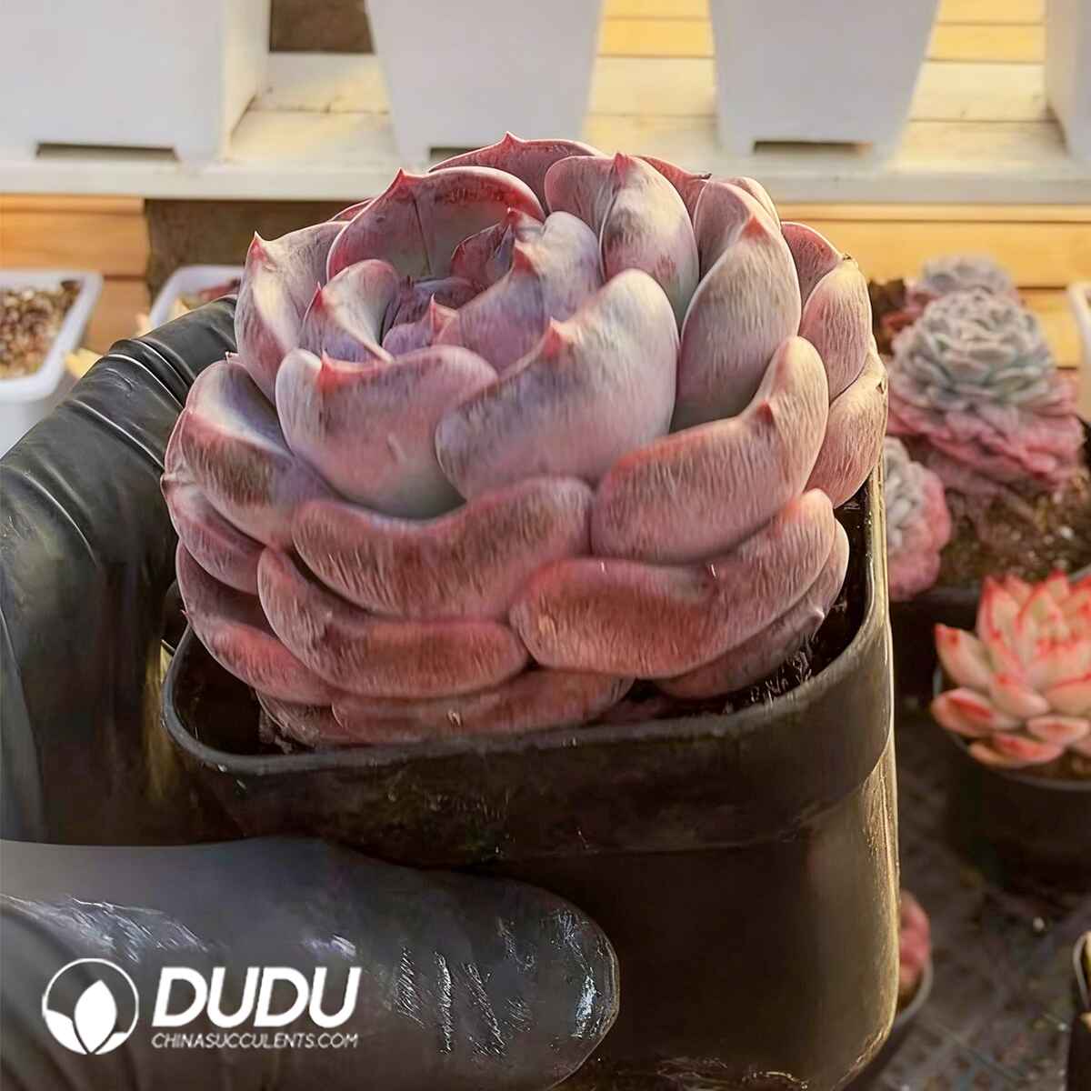 e201-341.jpg Echeveria Dark - Image 1