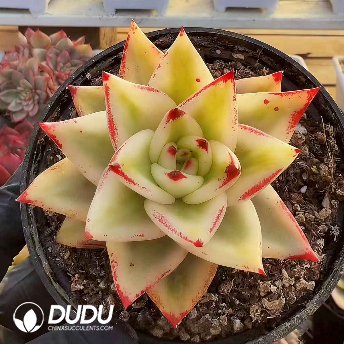 e201-342.jpg Echeveria Mexican Maria Variegated - Image 1