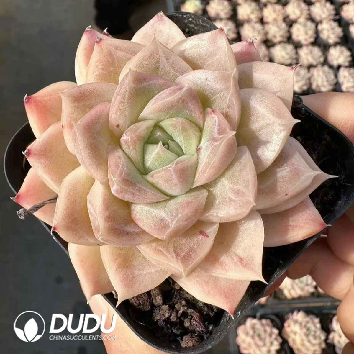 e201-383.jpg Echeveria Jade Butterfly - Image 1