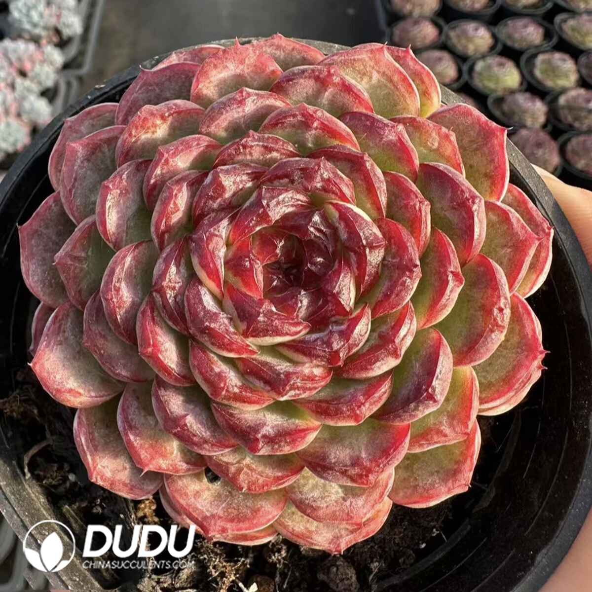 e201-384.jpg Echeveria Beloved - Image 1