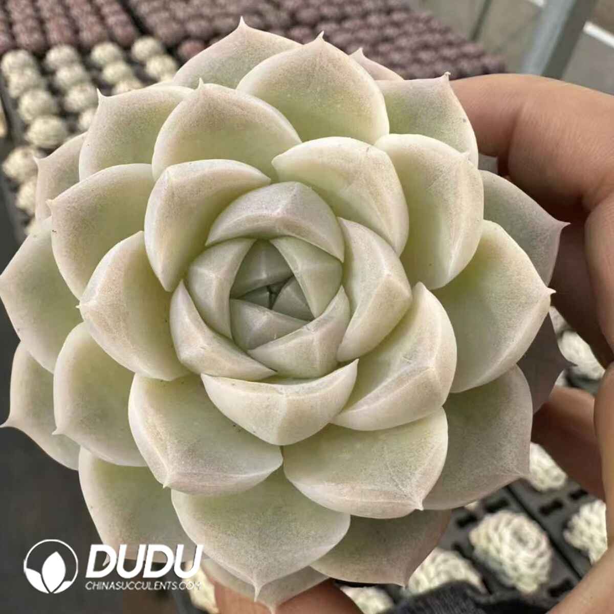 e201-387.jpg Echeveria Sincere Snow - Image 1