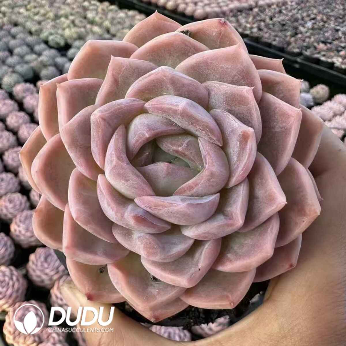 e201-389.jpg Echeveria Peach Orange - Image 1