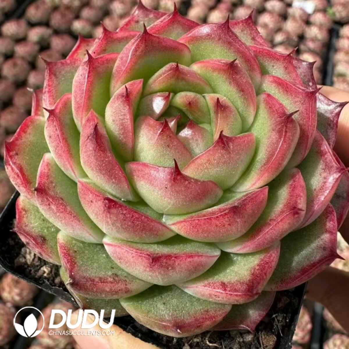 e201-39.jpg Echeveria Tiramisu Var. A - Image 1