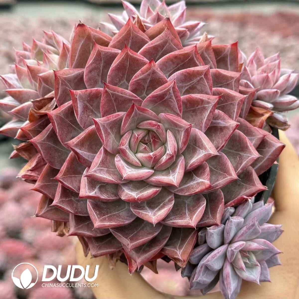 e201-393.jpg Echeveria Miss Messy Room Clustering - Image 1