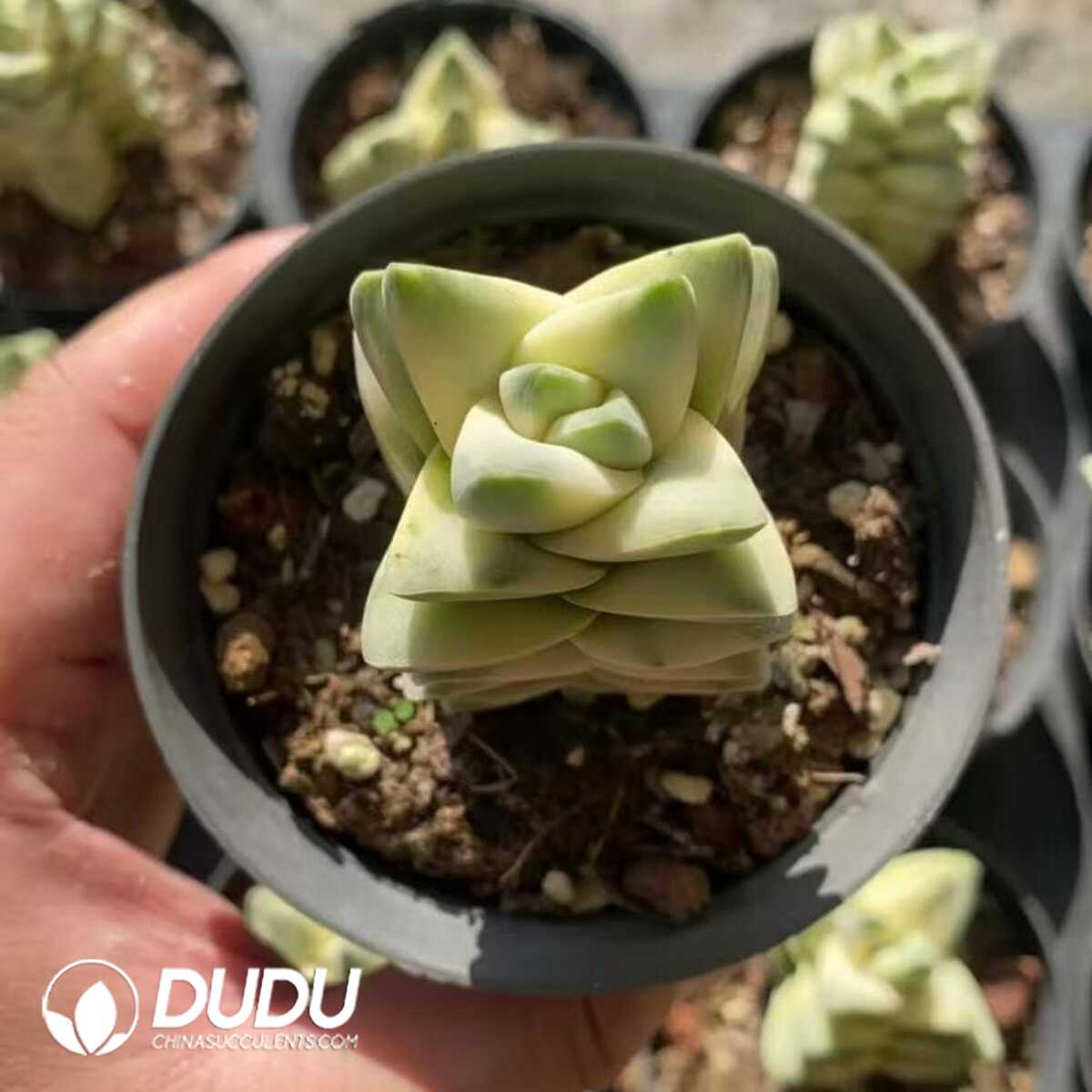 e201-394.jpg Crassula cv. Moonglow Variegated - Image 1