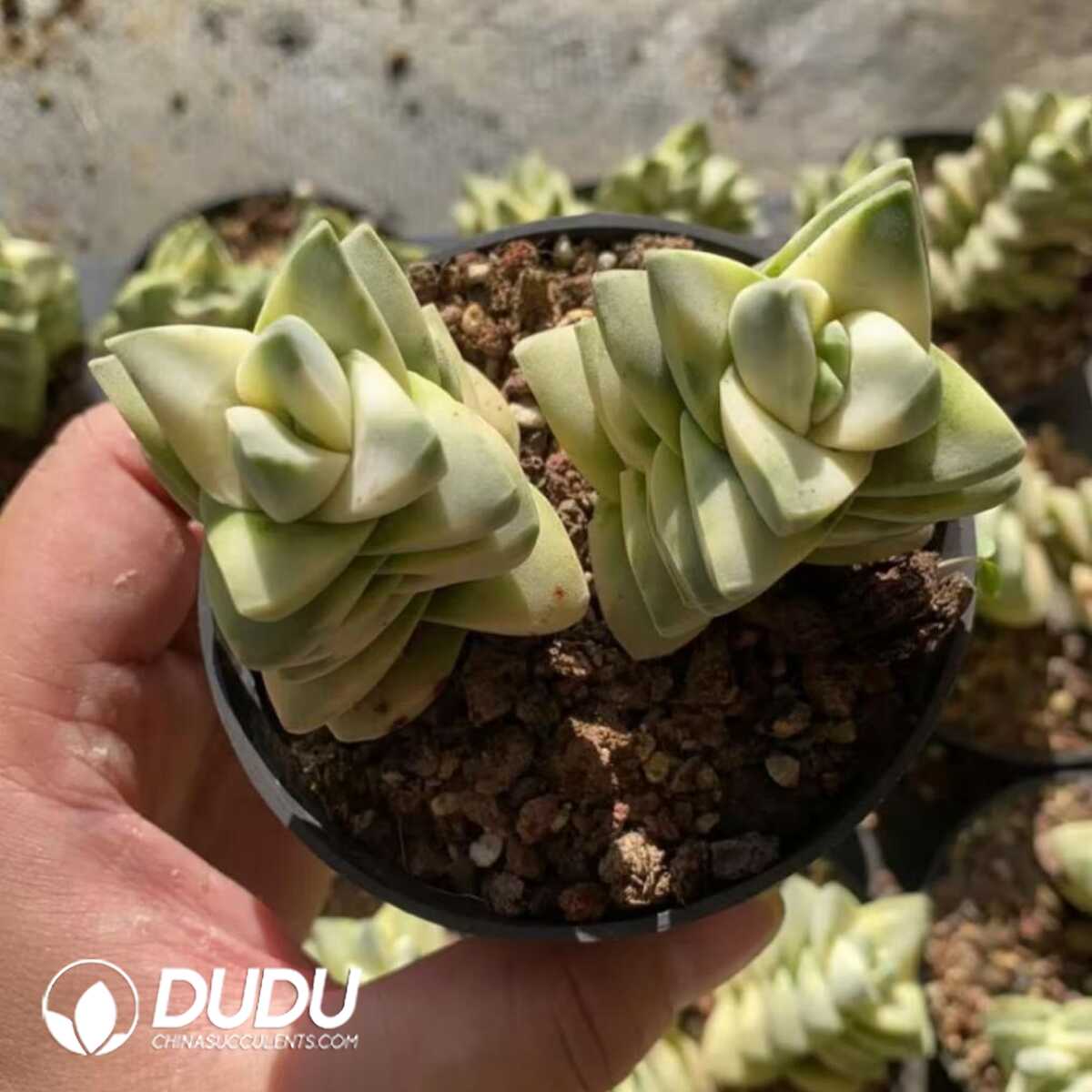 e201-395.jpg Crassula cv. Moonglow Variegated Double Heads - Image 1