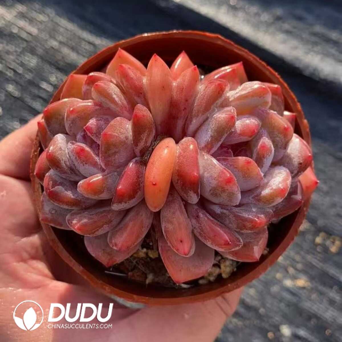 e201-398.jpg Echeveria Snow Angle Double Heads - Image 1