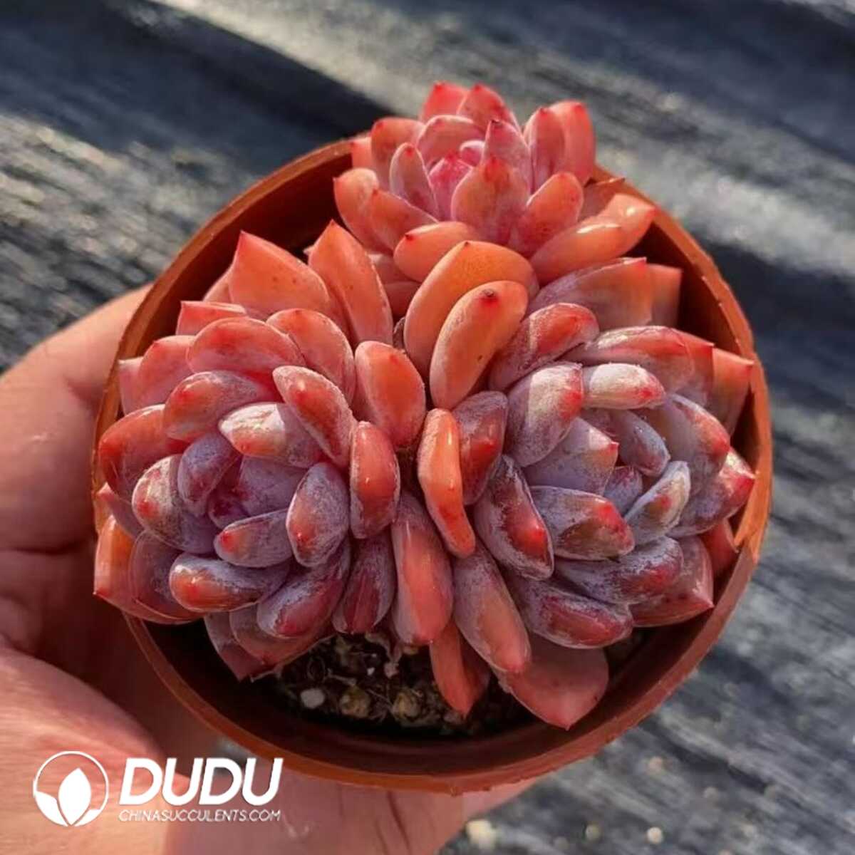 e201-399.jpg Echeveria Snow Angle Cluster - Image 1