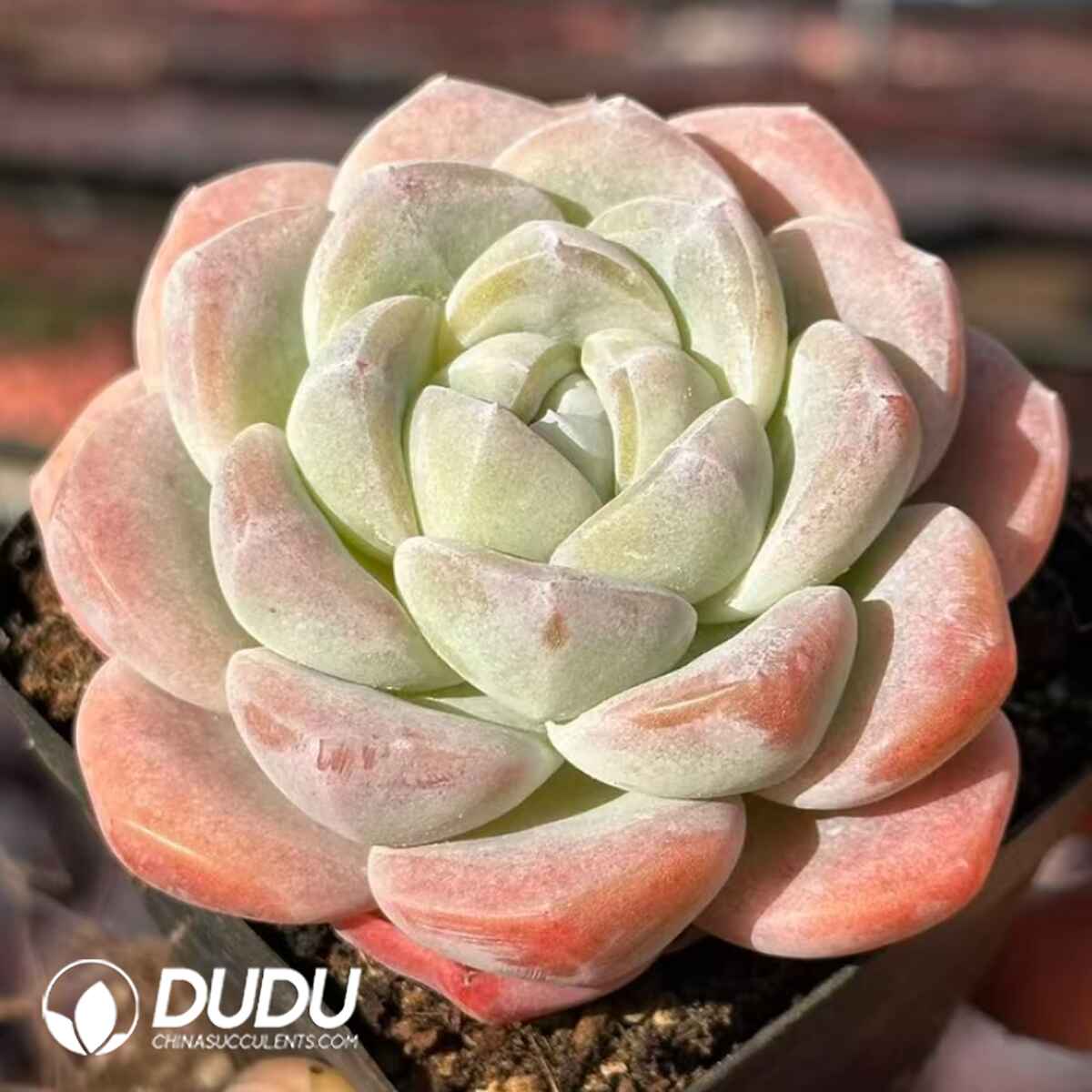 e201-4.jpg Echeveria Ice Green - Image 1