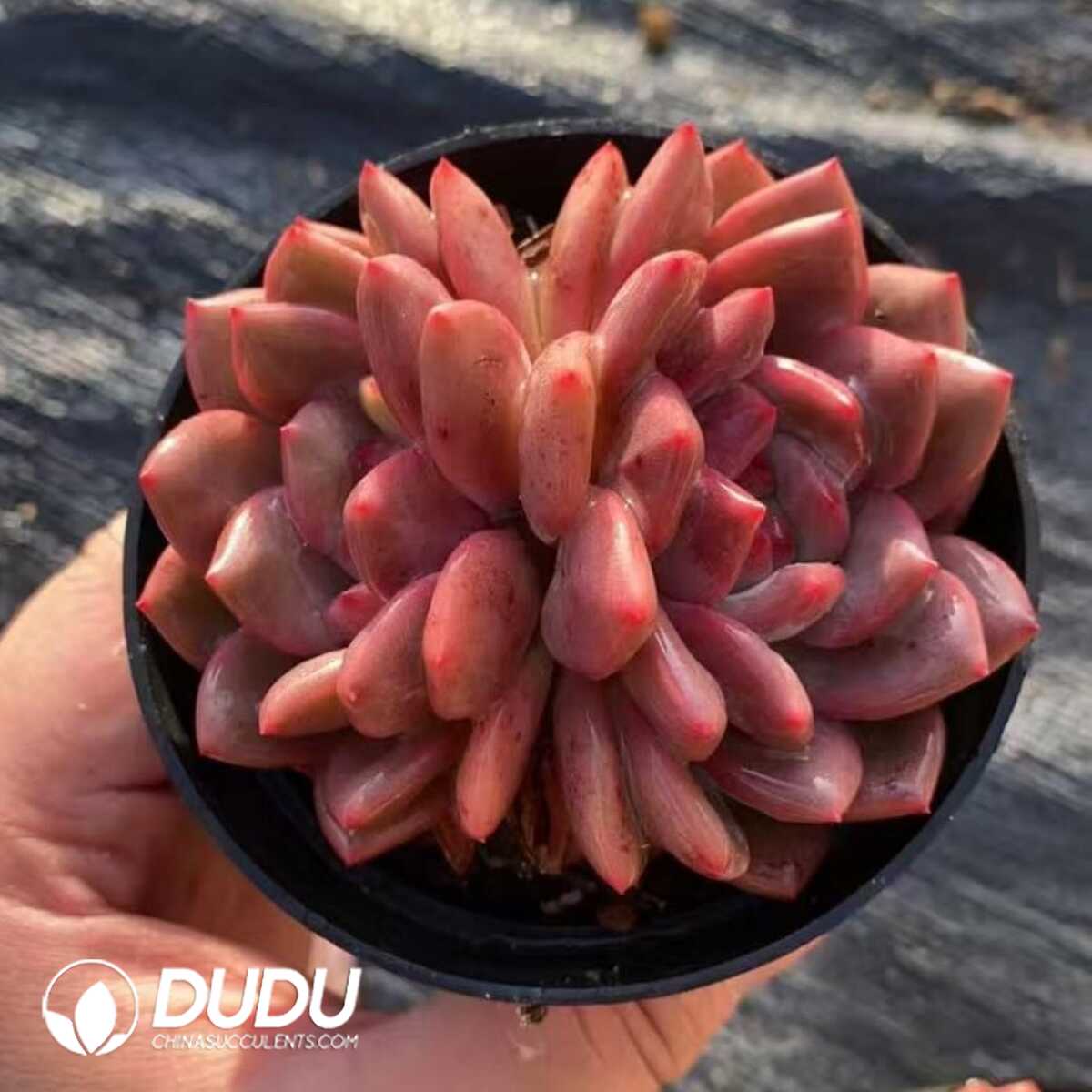 e201-400.jpg Echeveria Ariel Double Heads - Image 1