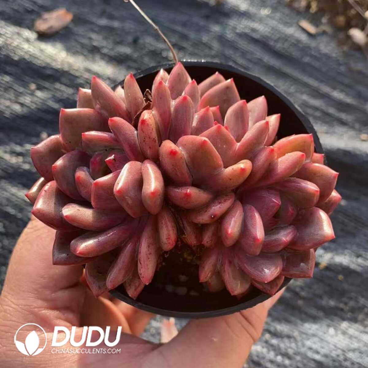 e201-401.jpg Echeveria Ariel Clustering - Image 1