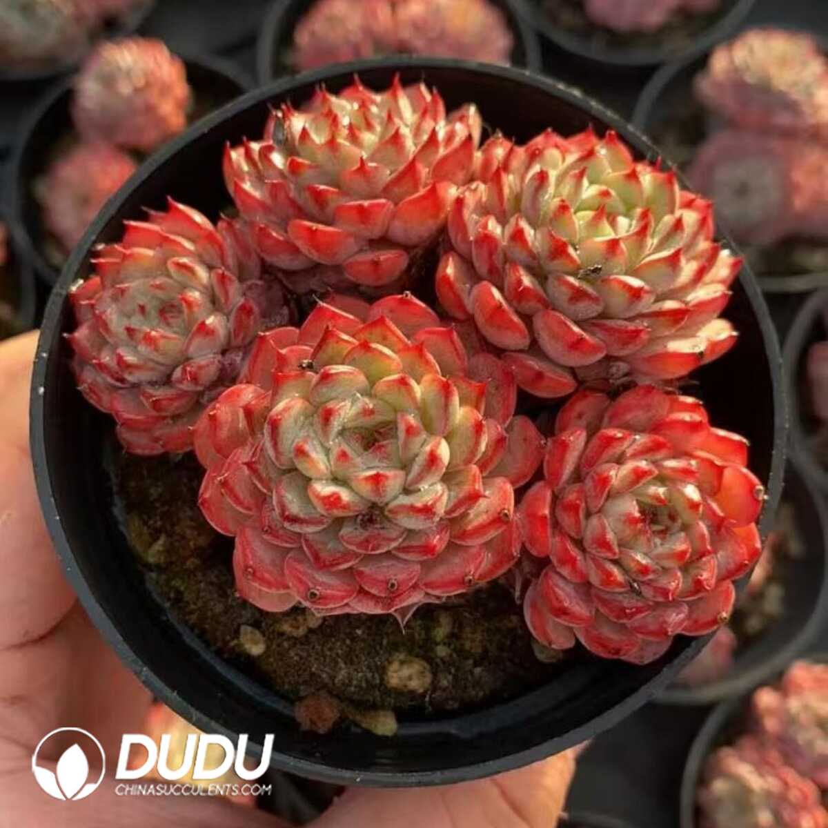 e201-402.jpg Echeveria Minima 4-5 Heads Clustering - Image 1