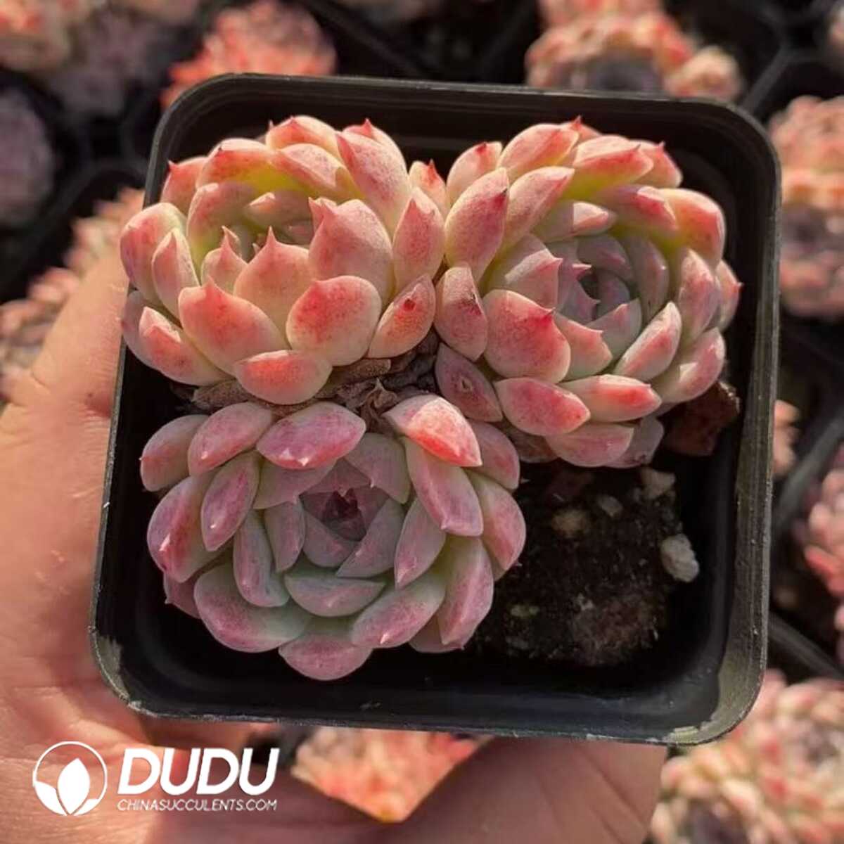 e201-403.jpg Echeveria Pink Bella 2-3 Heads Clustering - Image 1