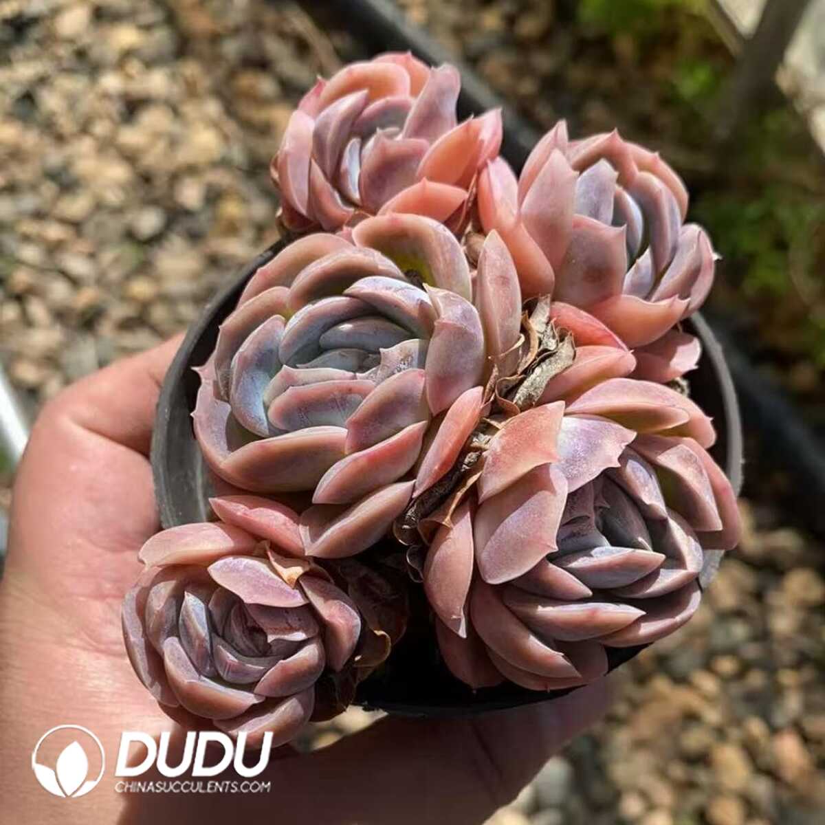 e201-404.jpg Echeveria Sina 4-5 Heads Clustering - Image 1