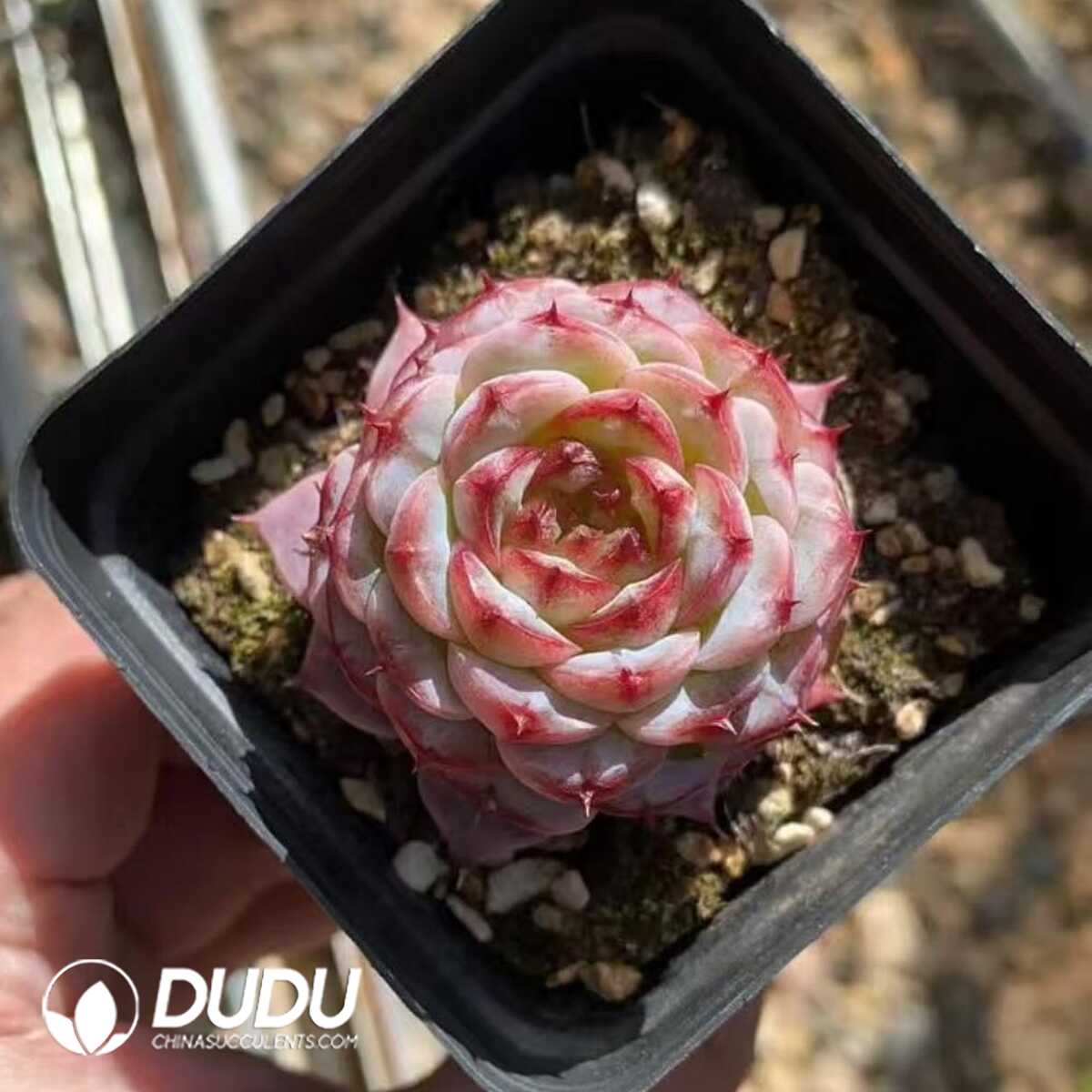 e201-405.jpg Echeveria Velvet - Image 1