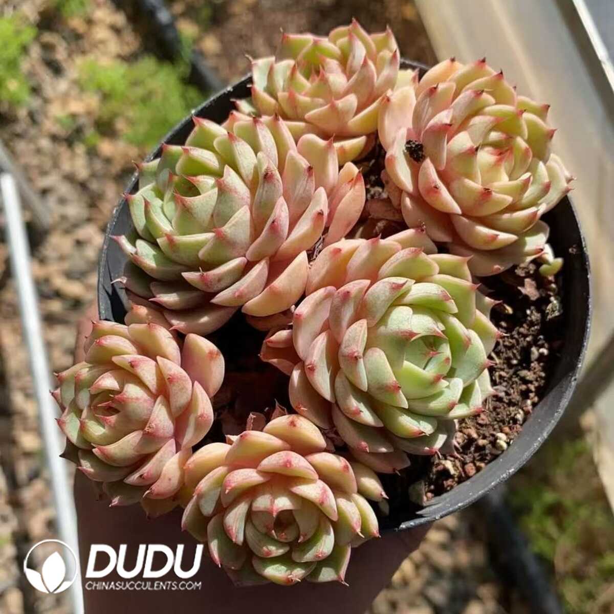 e201-406.jpg Echeveria Ben Badis 5-6 Heads Clustering - Image 1