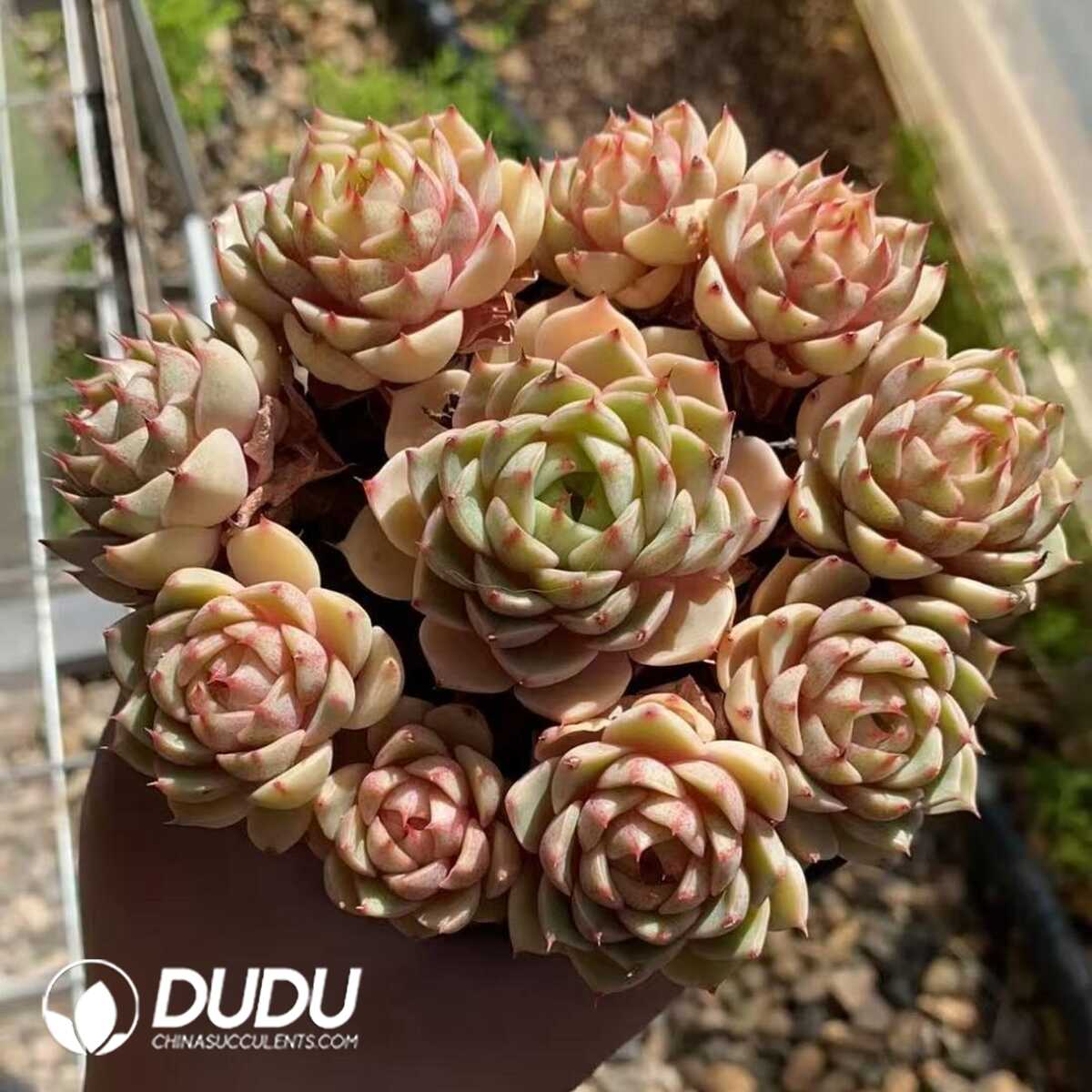 e201-407.jpg Echeveria Ben Badis Bouquet Clustering - Image 1