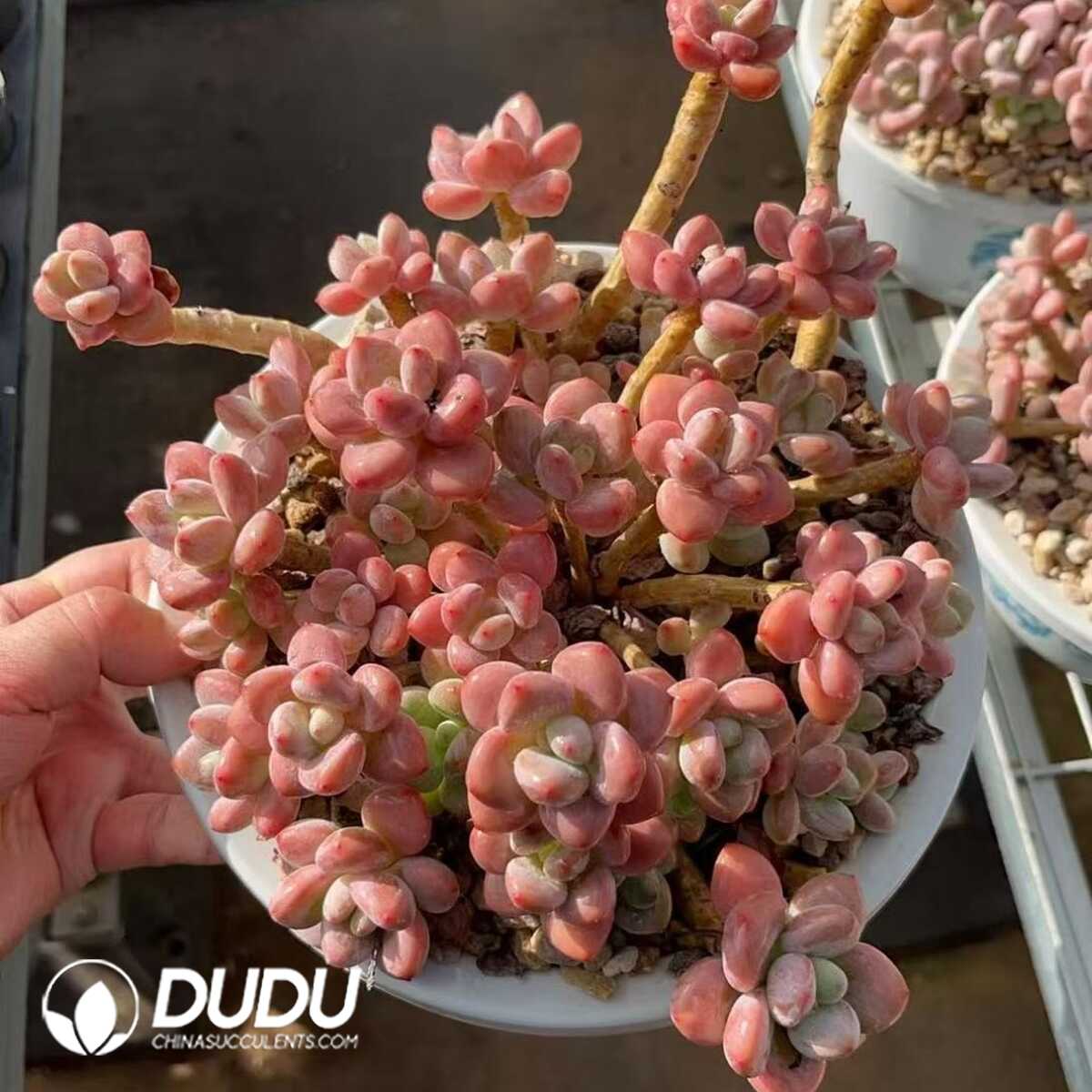 e201-408.jpg Echeveria Sakura Miul Super Clustering - Image 1