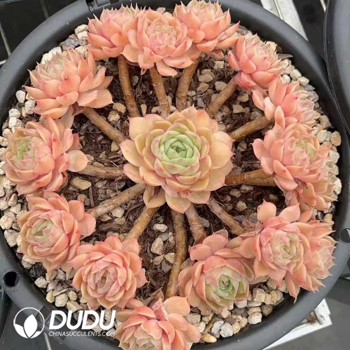 e201-409.jpg Echeveria Onslow Bouquet Clustering - Image 1